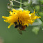 Tricolored Bumble Bee