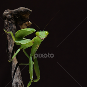 Si Walang by Gigih Ardiantoro - Animals Insects & Spiders