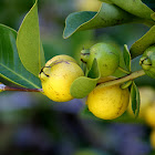 Lemon guava