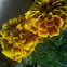 Marigolds