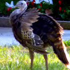 Wild Turkey Fledgling
