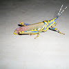 painted grasshopper