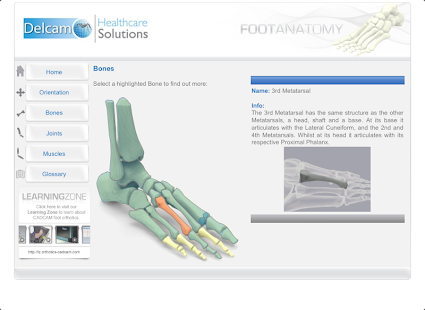 Foot Anatomy