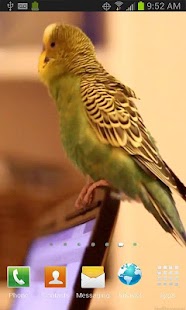 How to mod Parrot on Laptop Free LWP 1.2 apk for android