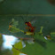 Ichneumon wasp on larvae (♀)