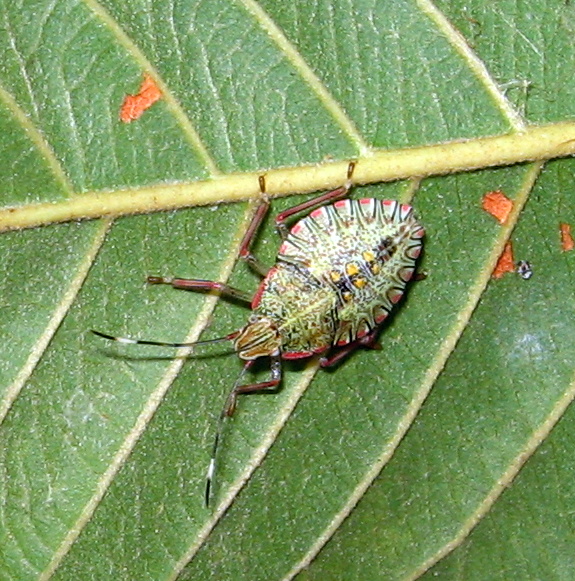 Colorful Stink Bug Nimph