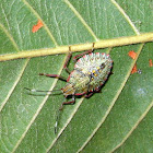 Colorful Stink Bug Nimph