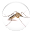 Mosquito Punch Download on Windows