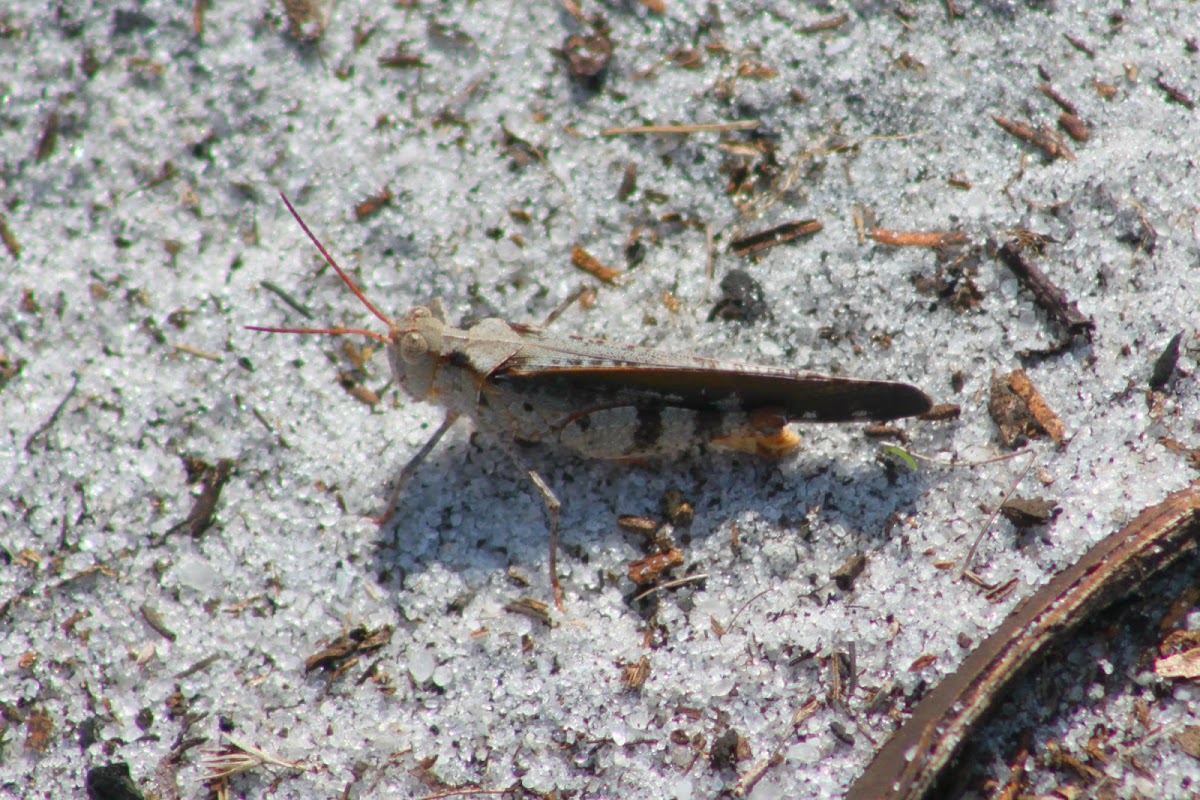 Southern Marbled Grasshopper