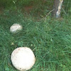 Puff ball mushroom