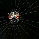 Double spotted spiny spider