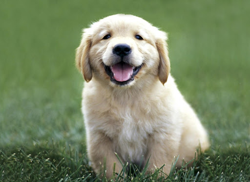 Golden Puppy Wallpaper