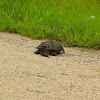 Snapping Turtle