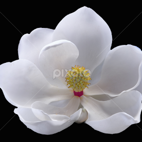 Southern Bay Magnolia by Floyd Hopper - Flowers Single Flower