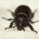 Black Maize Beetle