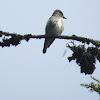 Olive-sided flycatcher