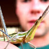 Mediterranean slant faced grasshopper