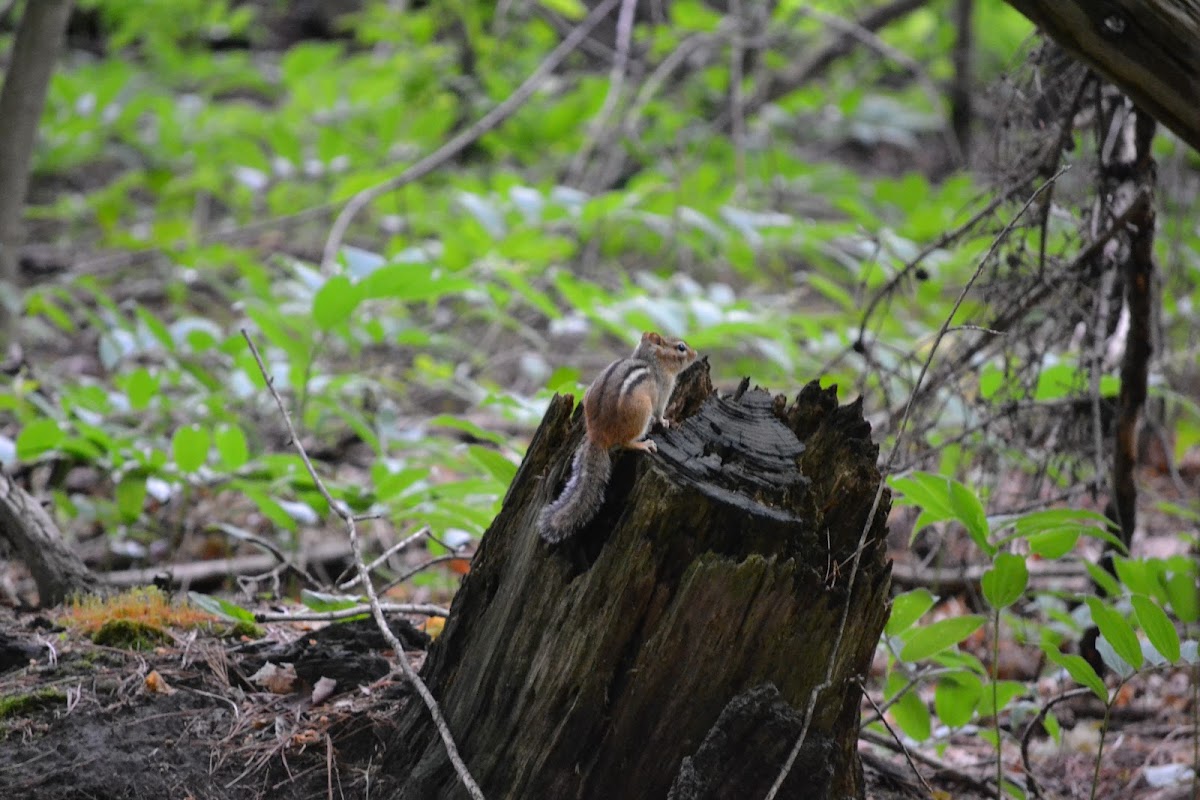 Eastern Chipmunk