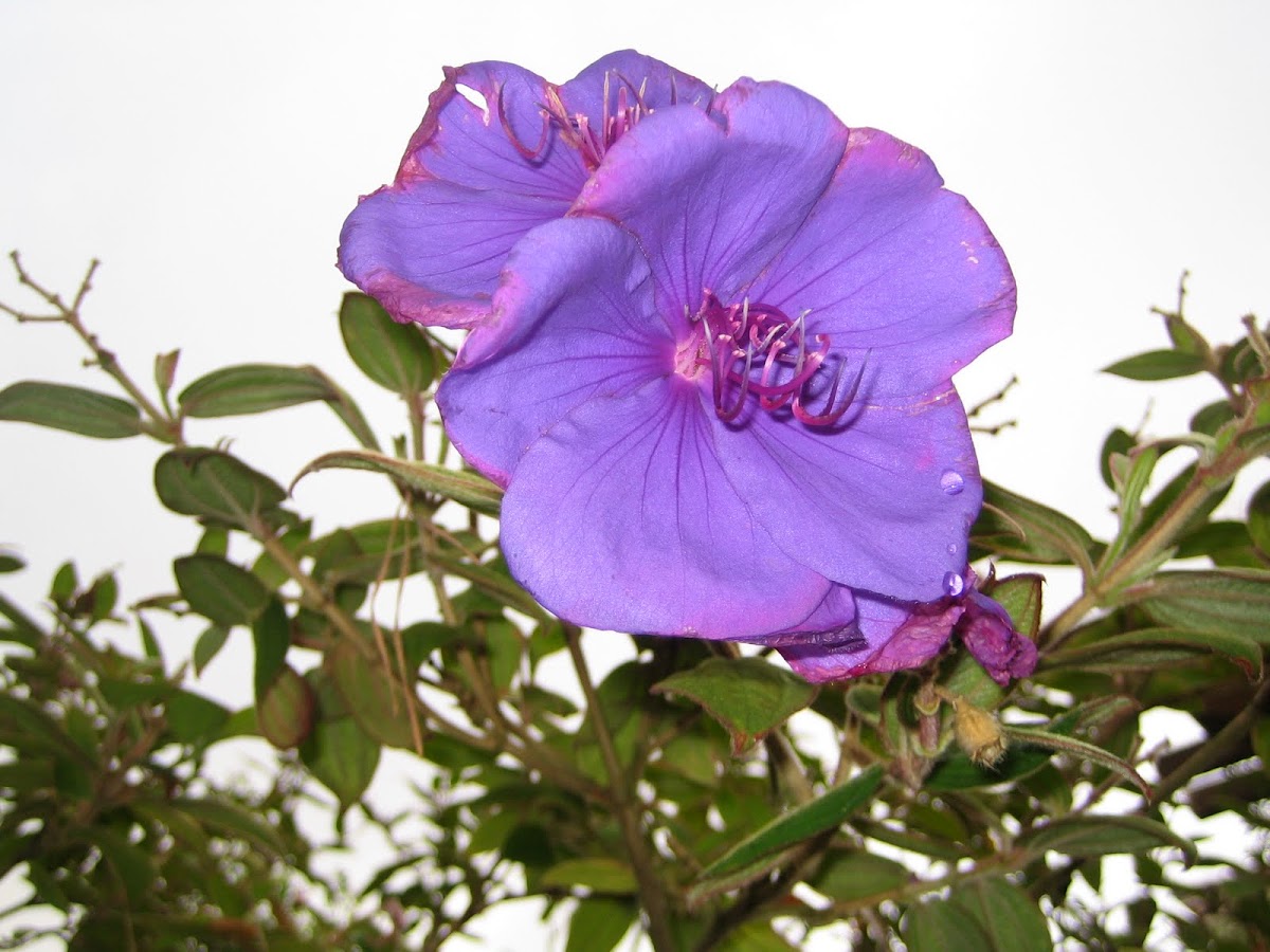 Tibouchina. Purple Flower