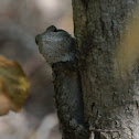 Texas Spiny Lizard