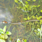 Goldenhead Garter Snake