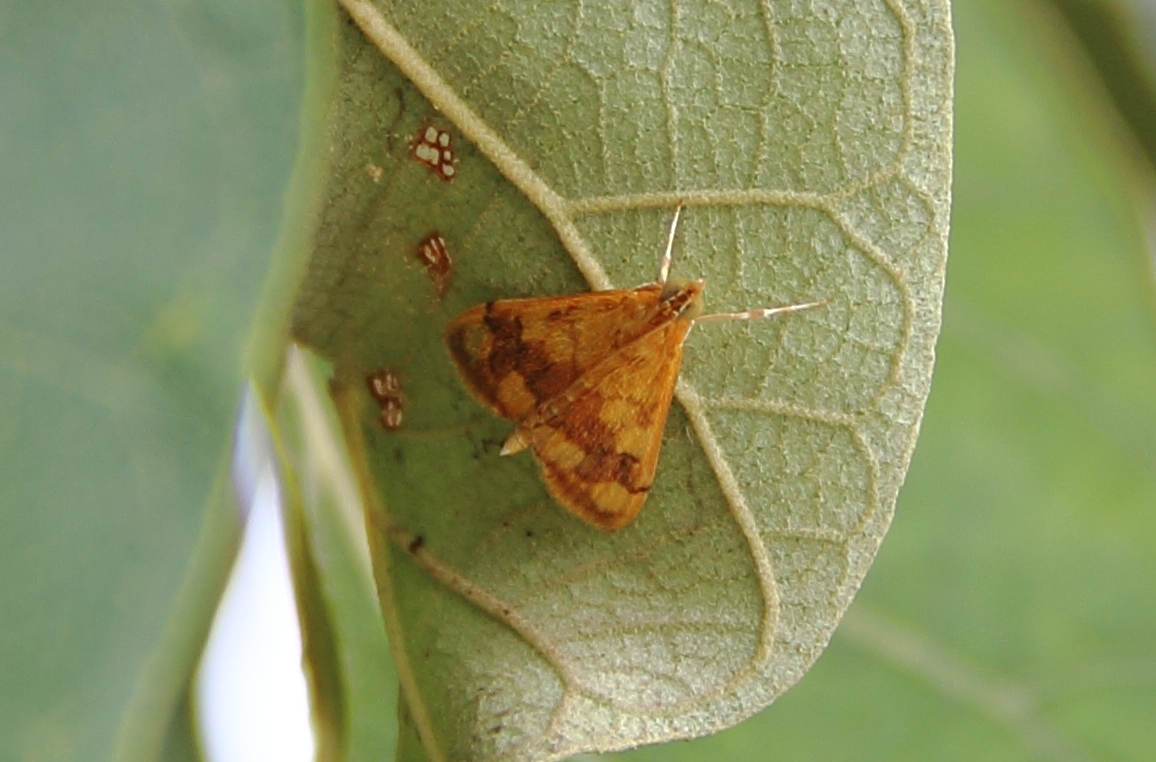 Perilla Leaf Moth