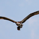 Osprey