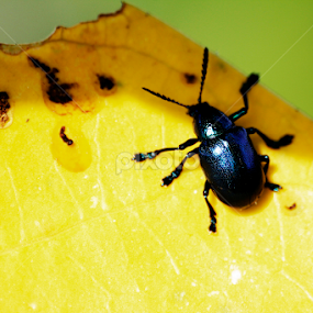 by Monoj Das - Animals Insects & Spiders
