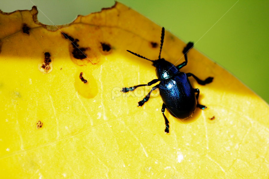 by Monoj Das - Animals Insects & Spiders