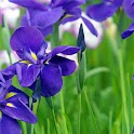 Beautiful Flowers Wallpapers logo
