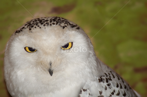 Are you looking at me ? by Emil Athanasiou -  