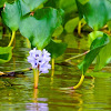 Anchored Water Hyacinth