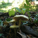 White to pale yellow mushroom