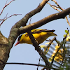 Black-naped oriole