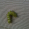 Io Moth caterpillar