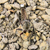 white-tailed giant robber fly