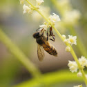 Common Asian Honeybee