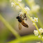 Common Asian Honeybee