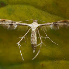 Plume Moths (Pterophoridae)
