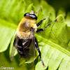 Bee-like Hoverfly