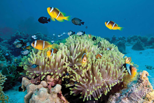 Great-Barrier-Reef-coral-fish - Sail with Silver Discoverer and discover one of the great snorkeling and scuba diving sites on the planet in the Great Barrier Reef.