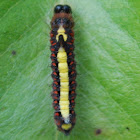 Grey Dagger (caterpillar)