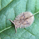 Owlfly larva