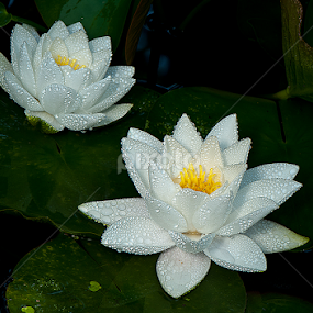 Water Lilies by Arnaldo Ronca - Flowers Single Flower