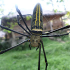 Golden Orb Weaver.