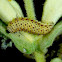 Leaf Beetle (Larva and adult)