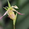Orquidea Phragmipedium