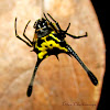 Horned Orb-weaver Spider