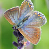 Common Blue female,
