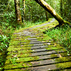 The Green Path by Danie Grundling - Landscapes Forests